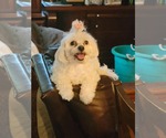 Small #1 Havanese Mix