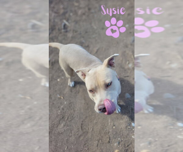 Medium Photo #7 American Pit Bull Terrier-Unknown Mix Puppy For Sale in Monte Vista, CO, USA