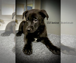 Puppy Ulf Keine Malinois