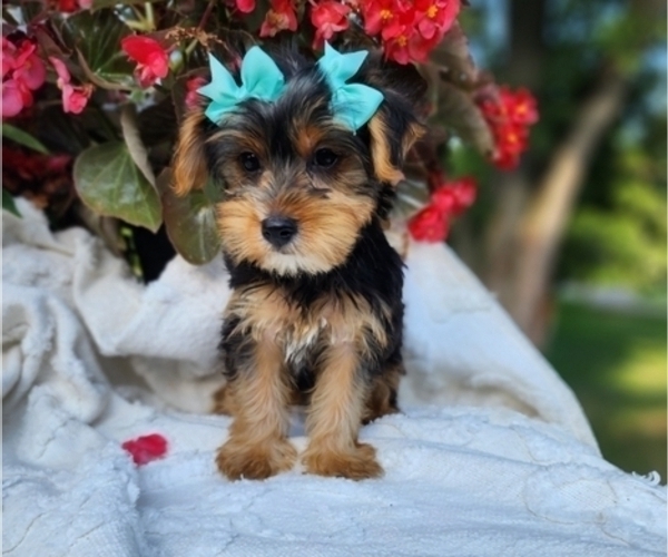 Medium Photo #5 Yorkshire Terrier Puppy For Sale in INDIANAPOLIS, IN, USA