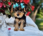 Small #4 Yorkshire Terrier
