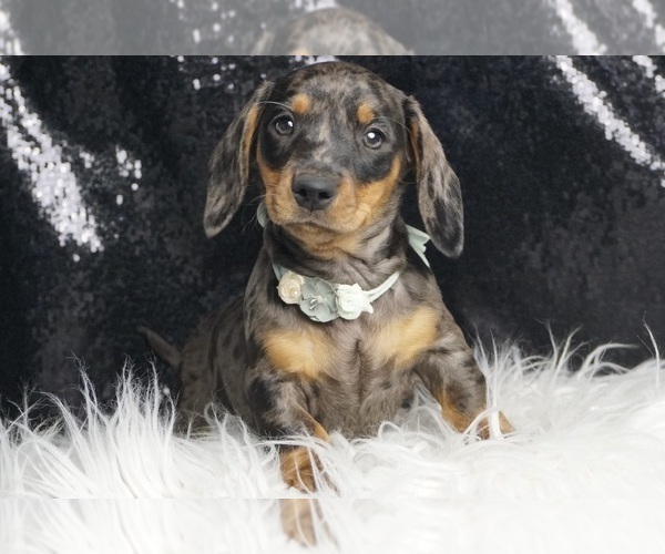 Medium Photo #5 Dachshund Puppy For Sale in WARSAW, IN, USA