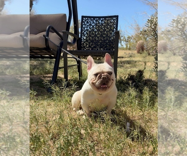 Medium Photo #3 French Bulldog Puppy For Sale in YUCCA VALLEY, CA, USA