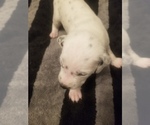 Small Photo #1 Dalmatian Puppy For Sale in JAMESTOWN, NY, USA