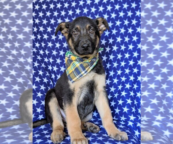 Medium Photo #1 German Shepherd Dog Puppy For Sale in GLEN ROCK, PA, USA