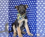 Small Photo #1 German Shepherd Dog Puppy For Sale in GLEN ROCK, PA, USA