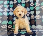 Small Photo #6 Maltipoo-Poodle (Miniature) Mix Puppy For Sale in LINCOLN UNIV, PA, USA