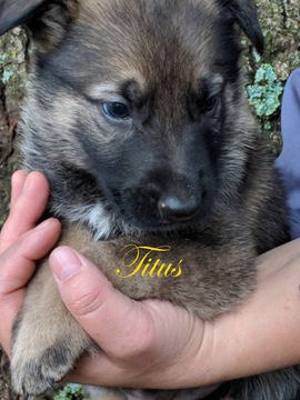 Medium Photo #5 German Shepherd Dog Puppy For Sale in SCHELL CITY, MO, USA
