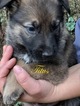 Small Photo #5 German Shepherd Dog Puppy For Sale in SCHELL CITY, MO, USA
