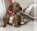 Small Photo #12 Goldendoodle Puppy For Sale in ATLANTA, GA, USA