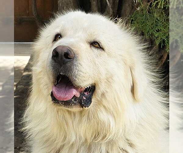 Medium Photo #1 Golden Pyrenees Puppy For Sale in Albuquerque, NM, USA