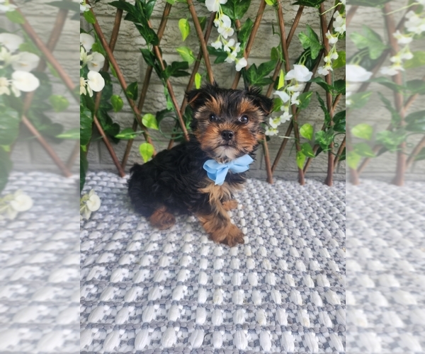 Medium Photo #3 Morkie-Yorkshire Terrier Mix Puppy For Sale in INDIANAPOLIS, IN, USA
