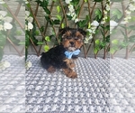 Small #2 Morkie-Yorkshire Terrier Mix
