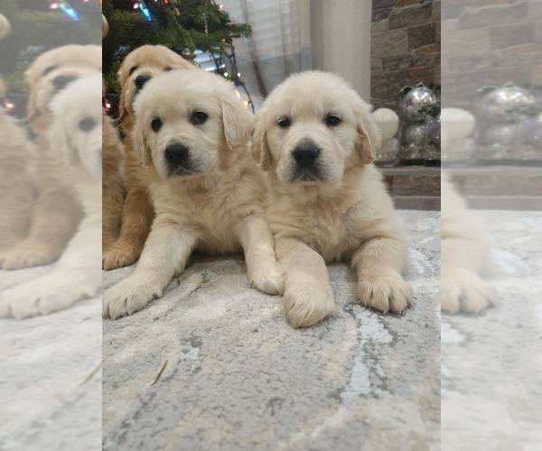 Medium Photo #9 Golden Retriever Puppy For Sale in ELVERTA, CA, USA