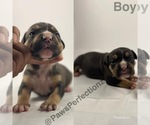 Small Photo #4 American Bully Puppy For Sale in MEMPHIS, TN, USA