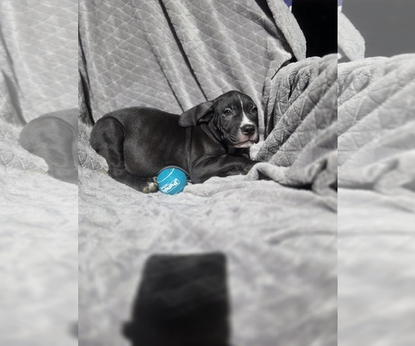 Medium Photo #2 Boxer-Unknown Mix Puppy For Sale in SHERBURNE, NY, USA