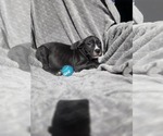 Small #1 Boxer Mix