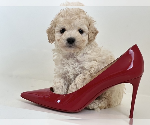 Medium Photo #4 Maltipoo Puppy For Sale in IRVINE, CA, USA