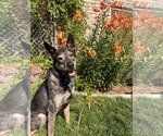 Small #9 German Shepherd Dog Mix