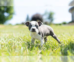 Small Photo #4 Boston Terrier Puppy For Sale in WARSAW, IN, USA