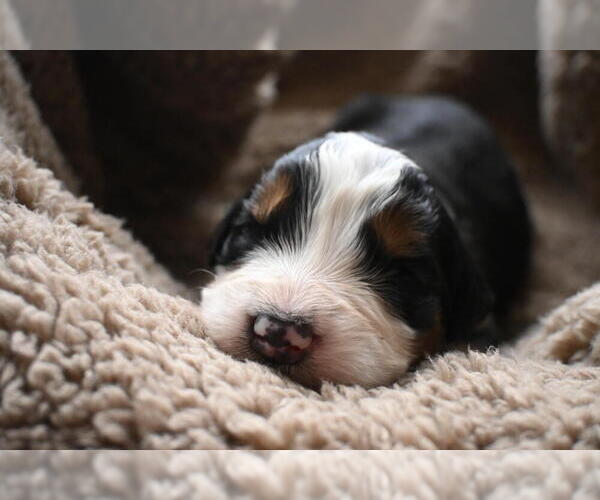 Medium Photo #5 Bernedoodle Puppy For Sale in ELMWOOD, IL, USA