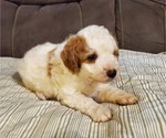 Small #14 Bernedoodle (Miniature)