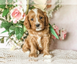 Cavapoo Puppy for Sale in DENVER, Pennsylvania USA