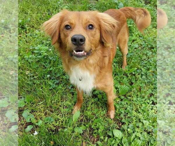 Medium Photo #2 Retriever -Unknown Mix Puppy For Sale in Boston, MA, USA