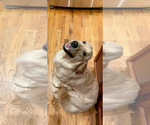 Small Photo #1 Golden Retriever Puppy For Sale in BISHOP, GA, USA