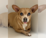 Small Photo #2 Chiweenie Puppy For Sale in Weston, FL, USA