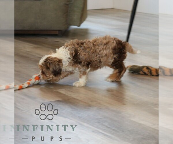 Medium Photo #4 Cavapoo (Miniature) Puppy For Sale in NARVON, PA, USA
