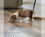 Small #3 Cavapoo (Miniature)