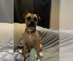 HOLLY - Female Boxer-Unknown Mix Dog for Adoption - Photo #8