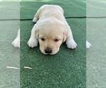 Small Photo #5 Labrador Retriever Puppy For Sale in SATELLITE BEACH, FL, USA