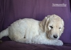 Puppy 4 Goldendoodle