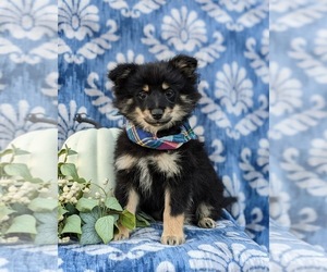 Pomeranian Puppy for sale in CHRISTIANA, PA, USA