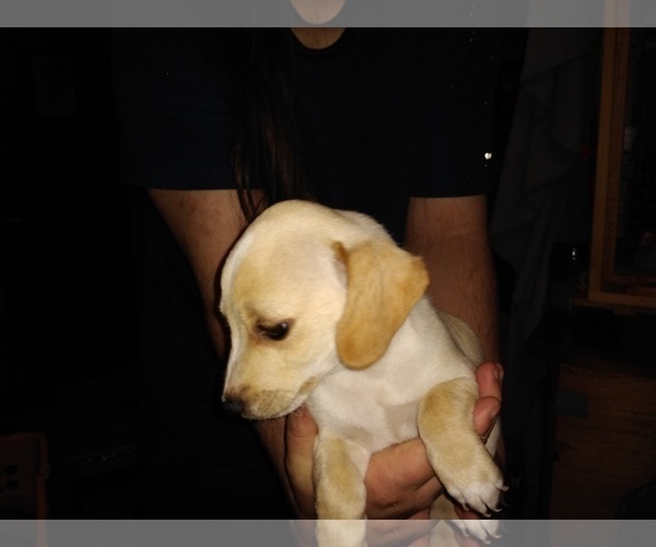 Medium Photo #6 Chiweenie Puppy For Sale in VANCOUVER, WA, USA