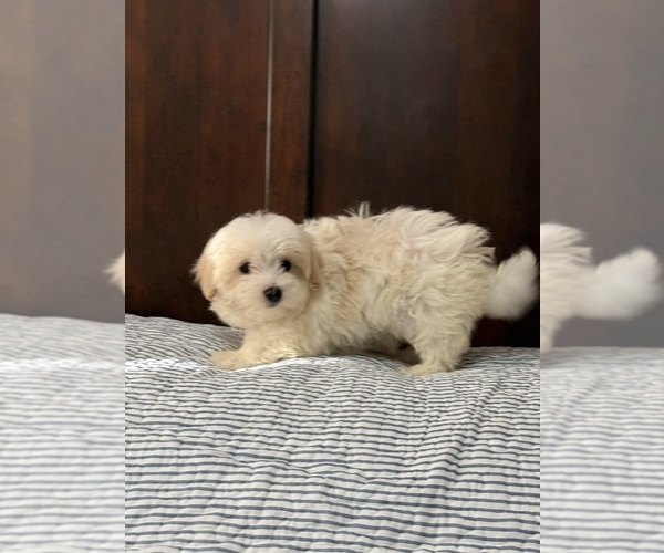 Medium Photo #1 Morkie Puppy For Sale in BENSON, NC, USA