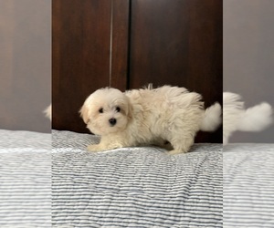 Morkie Puppy for sale in BENSON, NC, USA