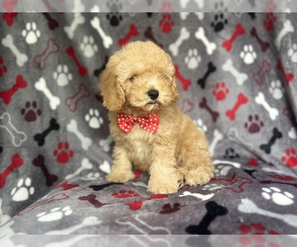 Medium Photo #6 Cock-A-Poo Puppy For Sale in LAKELAND, FL, USA