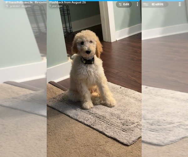 Medium Photo #1 Goldendoodle Puppy For Sale in LELAND, NC, USA