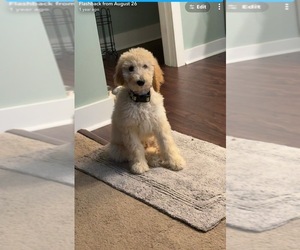 Goldendoodle Puppy for sale in LELAND, NC, USA