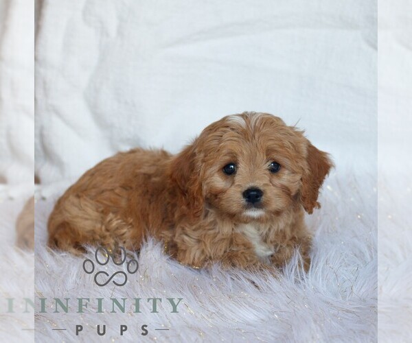 Medium Photo #3 Cavapoo (Miniature) Puppy For Sale in NARVON, PA, USA