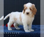 Small #3 Goldendoodle