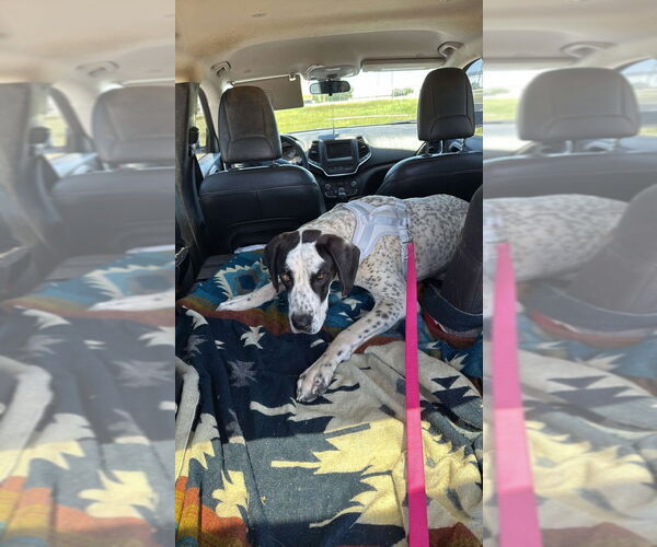 Medium Photo #4 Great Dane-Unknown Mix Puppy For Sale in Bullard, TX, USA