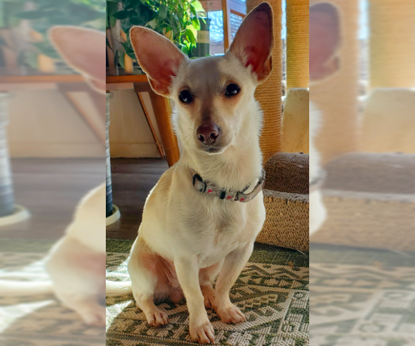 Medium Photo #4 Chihuahua Puppy For Sale in Brooklyn Center, MN, USA