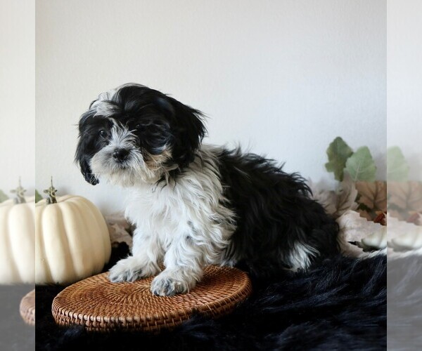 Medium Photo #3 Zuchon Puppy For Sale in ARTHUR, IL, USA