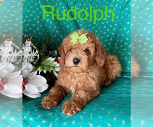 Maltipoo Puppy for sale in BELDING, MI, USA