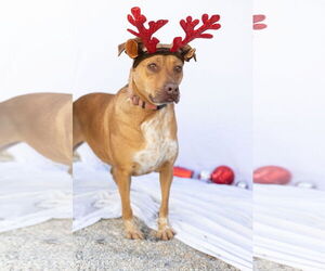Labrador Retriever-Red Heeler Mix Dogs for adoption in Stover, MO, USA