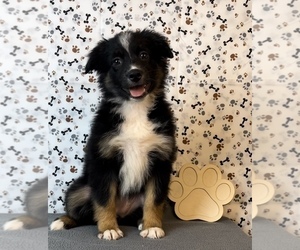 Miniature Australian Shepherd Puppy for sale in FRANKLIN, IN, USA